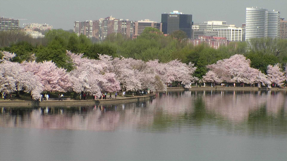 EarthCam Cherry Blossoms Cam