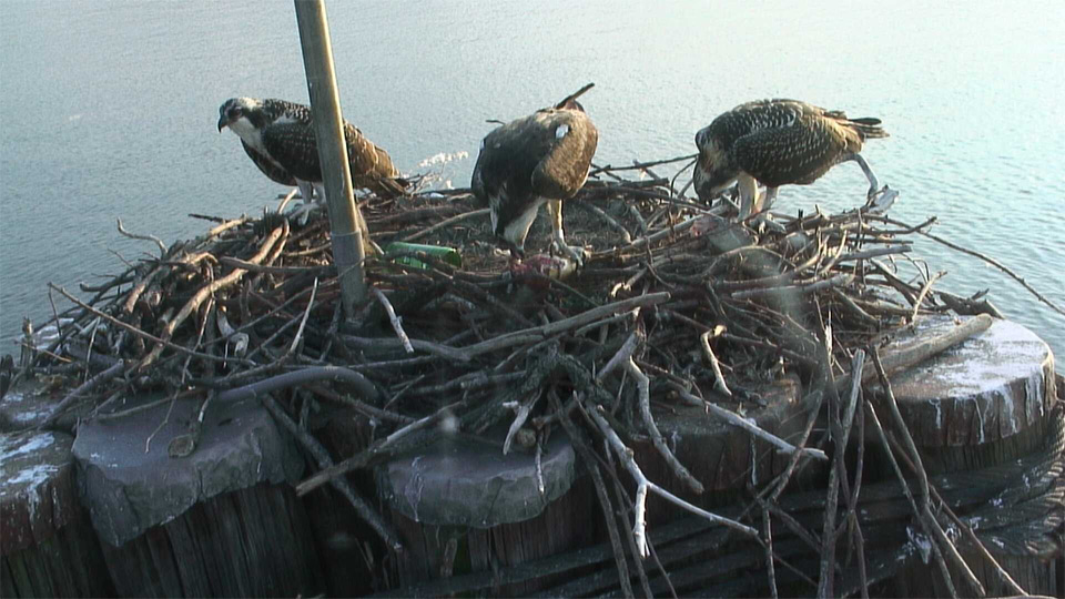 osprey live cam