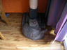 Webcam | Ninja's Cat Cam