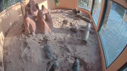 earthcam meerkats