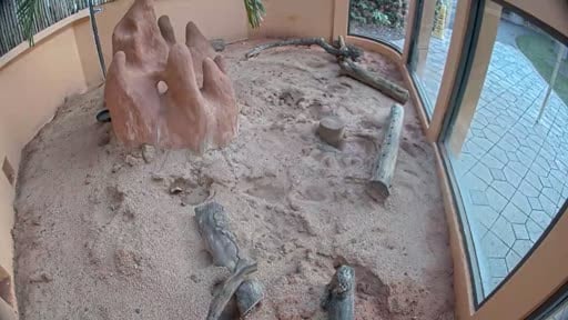 earthcam meerkats