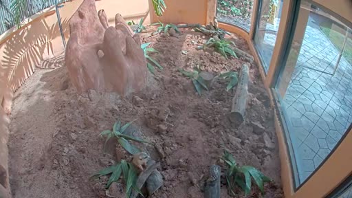 earthcam meerkats
