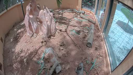 earthcam meerkats