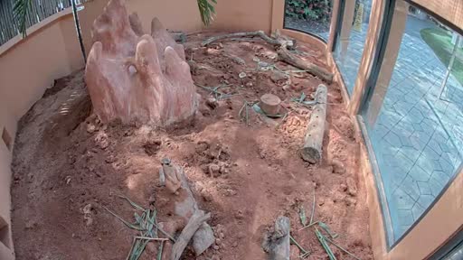 earthcam meerkats