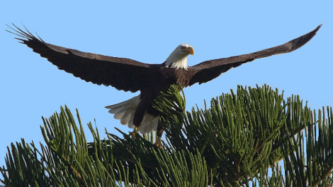 Earthcam Bird Cams