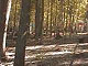 WolfCam