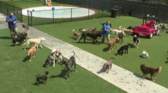 EarthCam - Doggy Daycare Cam